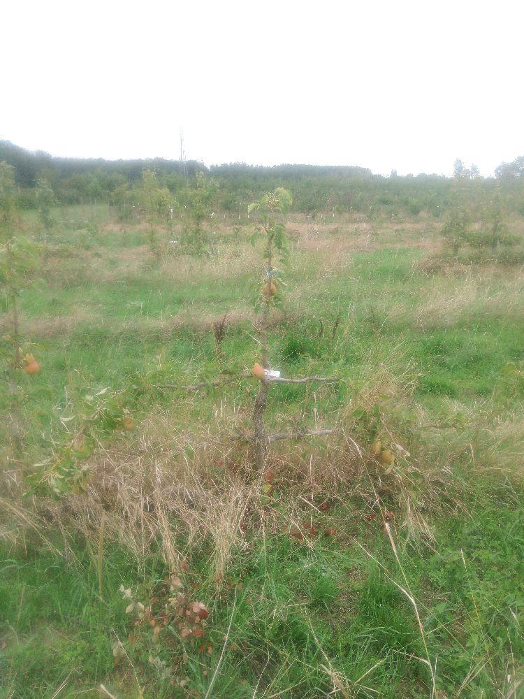 Poirier - Triomphe de Vienne - Cordon 2 Etages - Force 3 - Autre