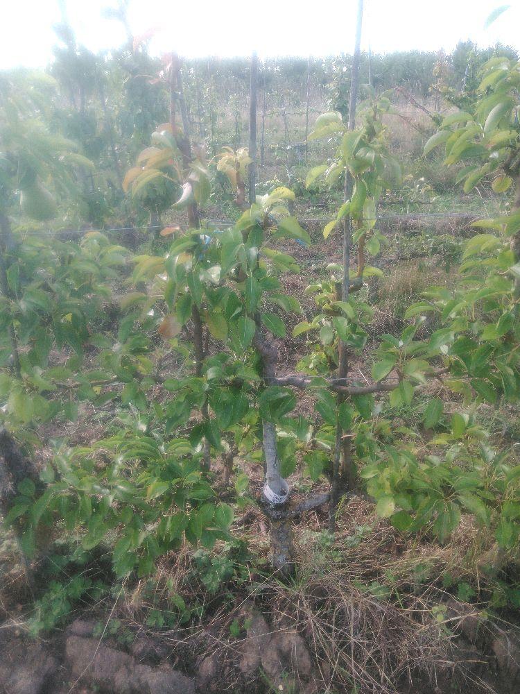 Poirier - William's - Cordon 2 Etages - Force 2 - Autre