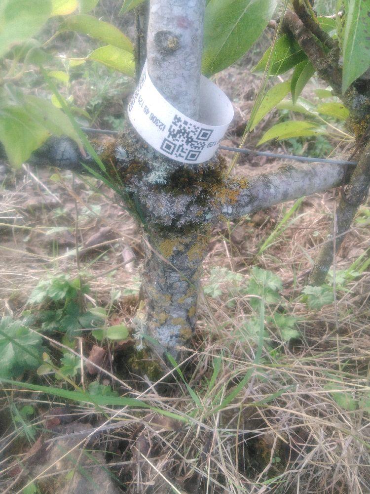 Poirier - William's - Cordon 2 Etages - Force 2 - Autre