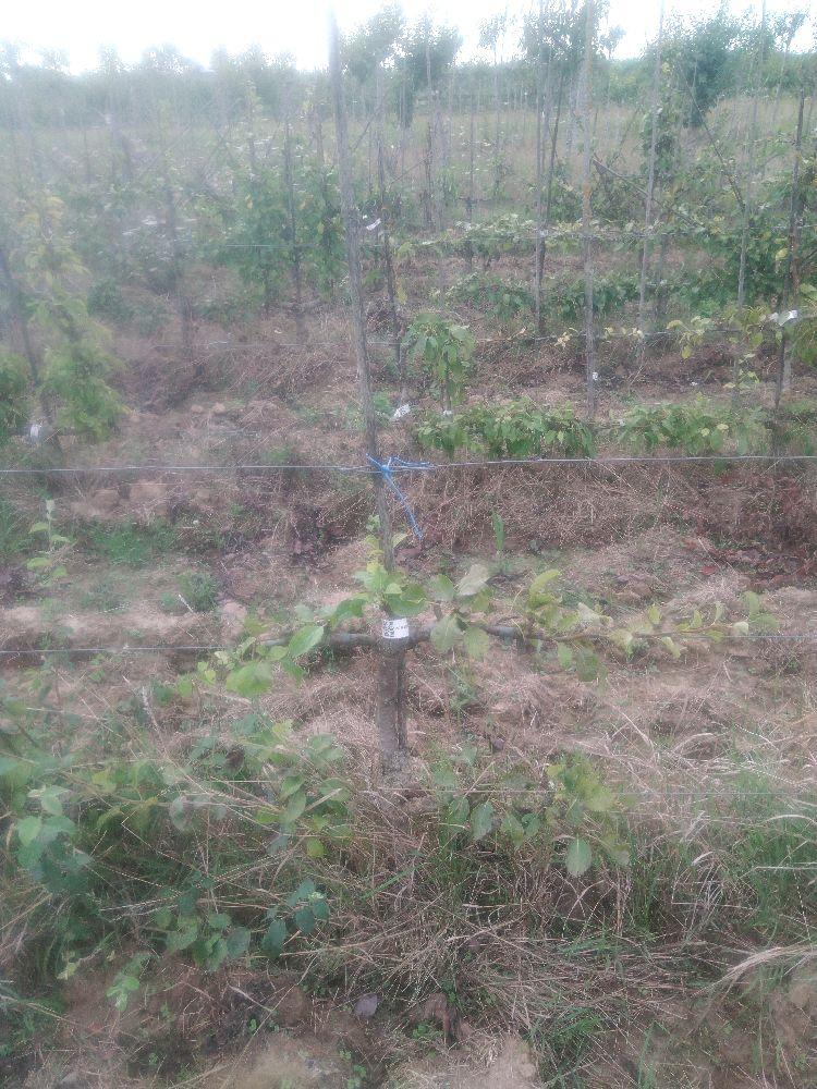 Poirier - Williams Duchesse - Cordon 2 Etages - Force 1 - Autre