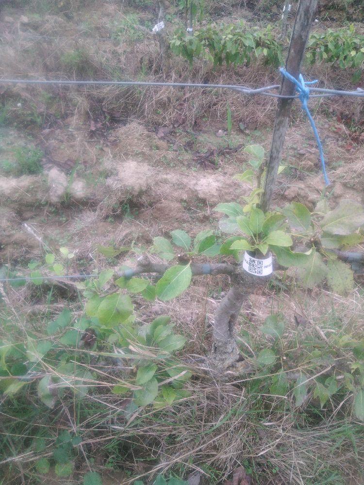 Poirier - Williams Duchesse - Cordon 2 Etages - Force 1 - Autre