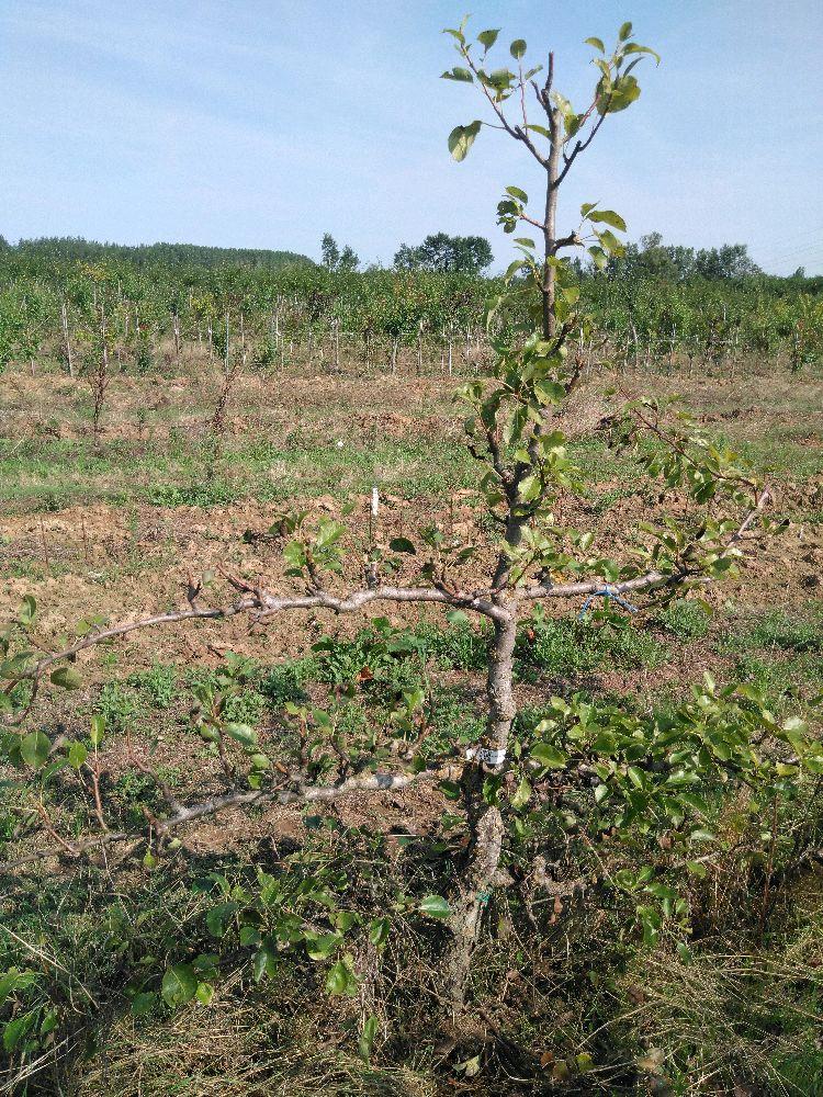 Poirier - Williams Duchesse - Cordon 3 Etages - Force 3 - Autre