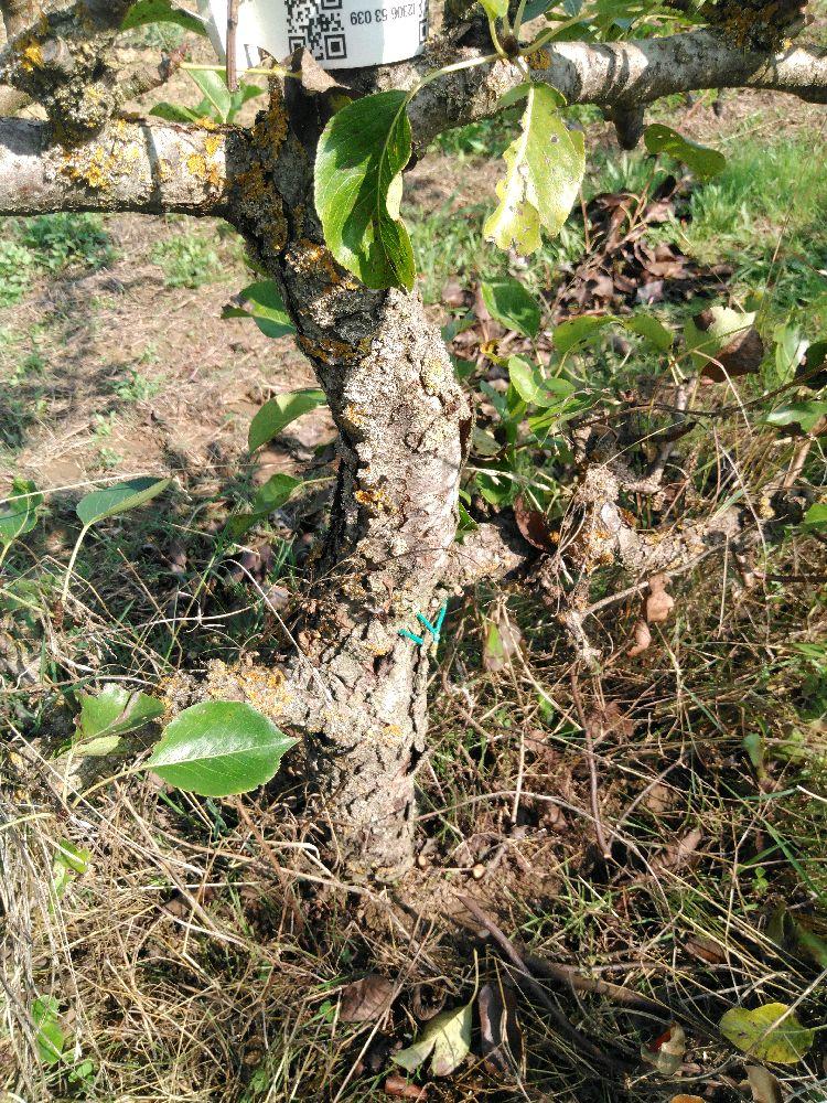 Poirier - Williams Duchesse - Cordon 3 Etages - Force 3 - Autre