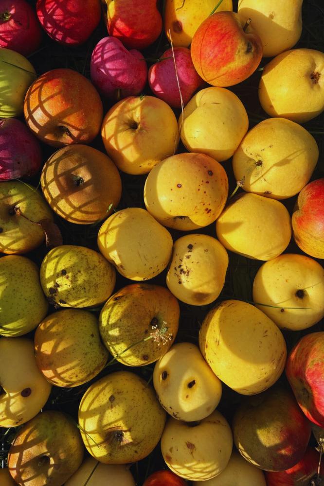 Pommier Pomme de Moisson - Arbres de plein vent - Premium