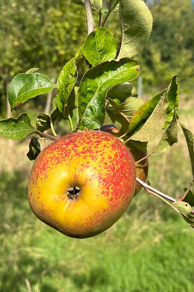 Pommier Reinette de Bretagne - Arbres de plein vent - Premium