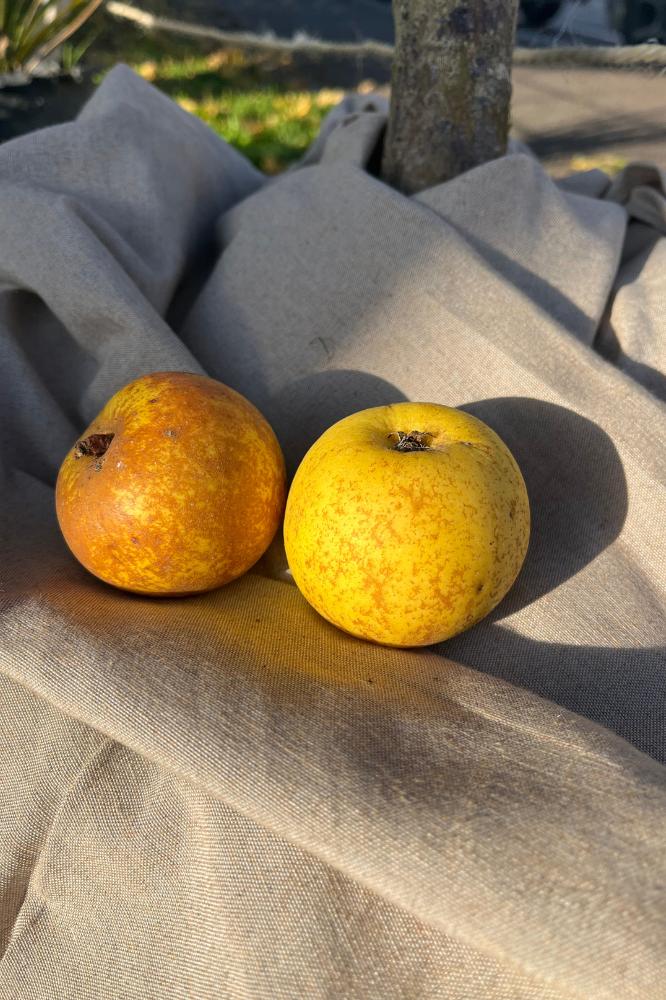 Pommier Reinette Dorée de Versailles - Arbres de plein vent - Premium