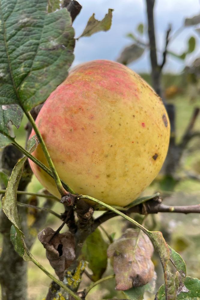 Pommier Transparente de Croncels - Espaliers - Premium