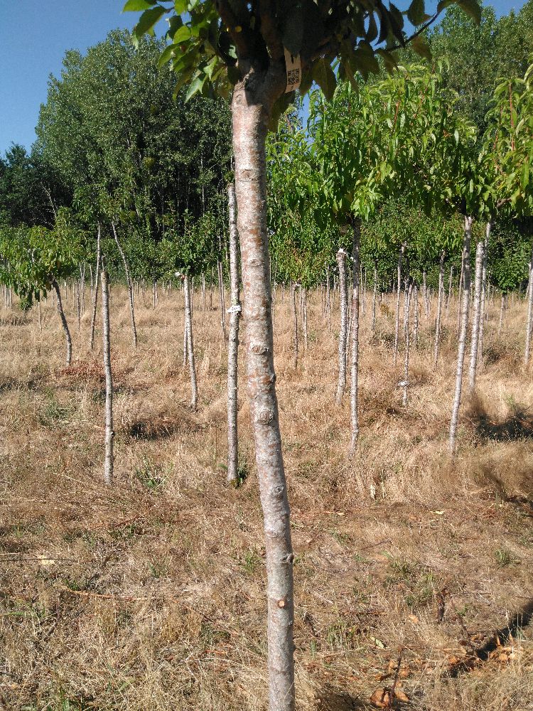 Pommier - Api Étoilé - Tige Demi - Force 1 - Autre