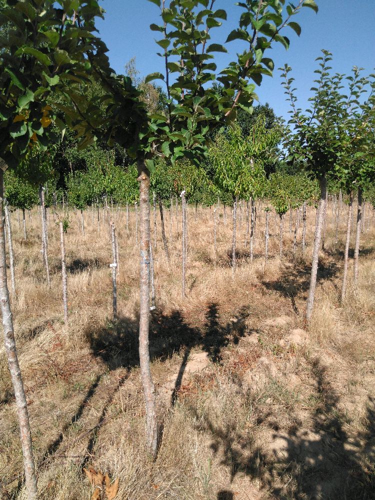 Pommier - Auberive - Tige Demi - Force 2 - Tronc coudé