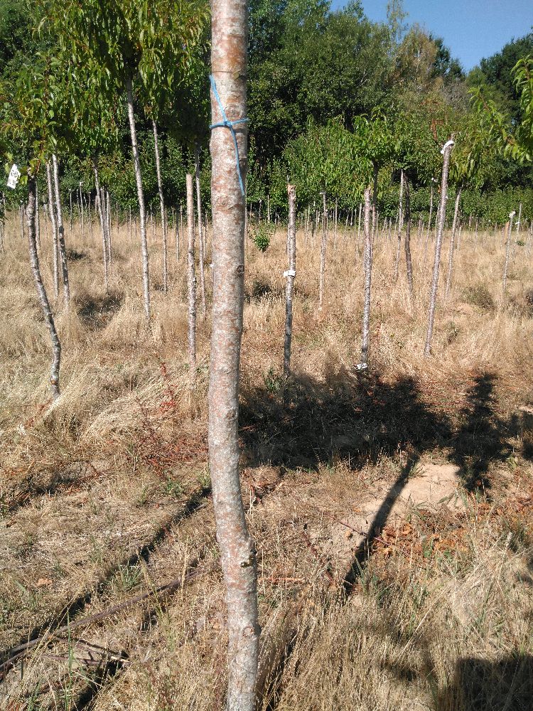 Pommier - Auberive - Tige Demi - Force 2 - Tronc coudé