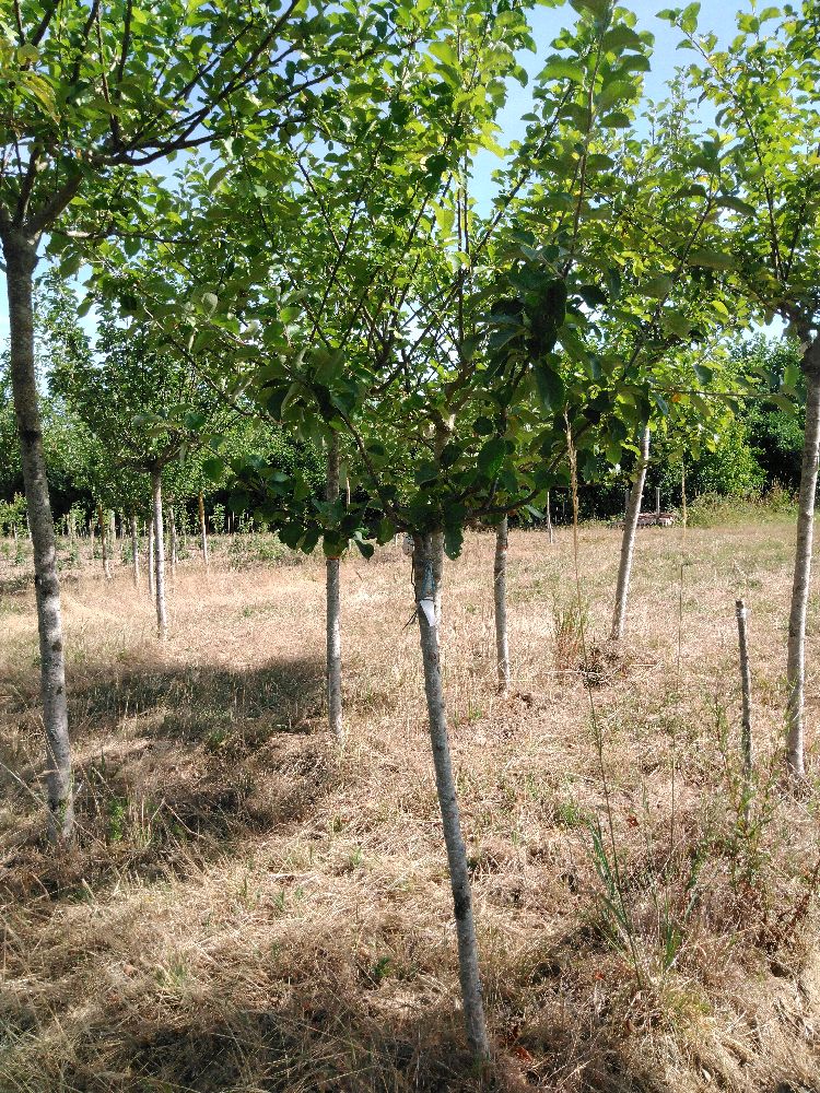Pommier - Auberive - Tige Quart - Force 1 - Penché