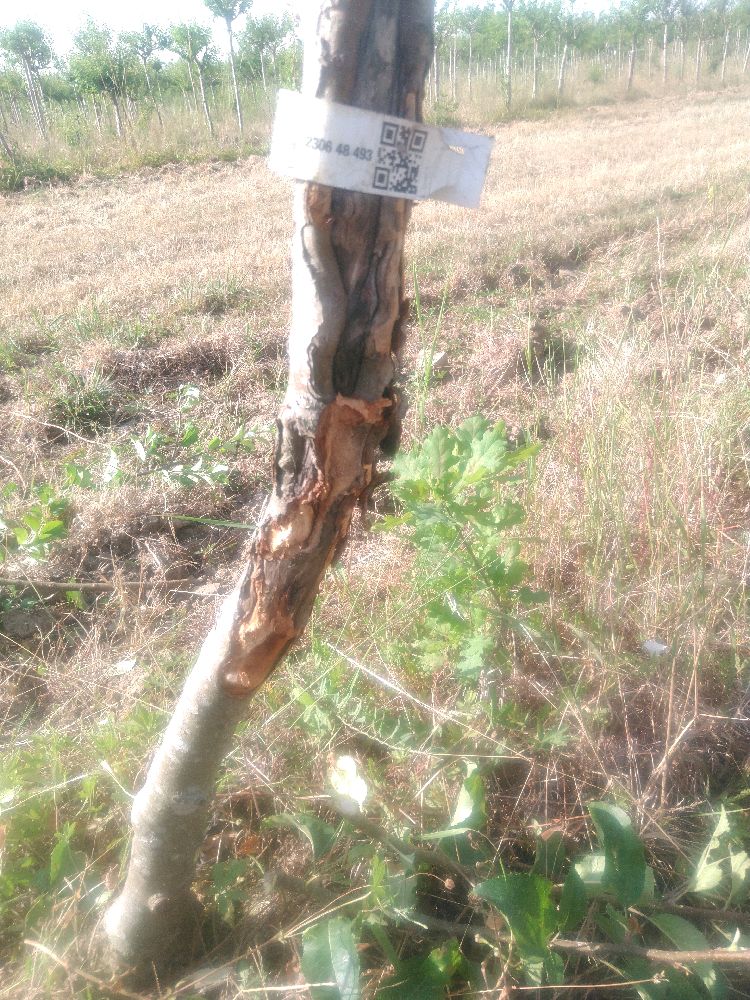 Pommier - Belchard - Tige Demi - Force 3 - Autre