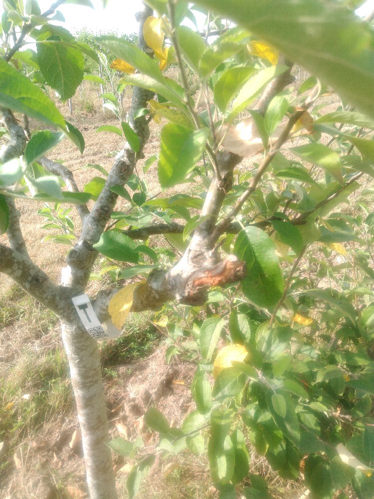 Pommier - Belle Fleur Jaune - Tige Quart - Force 4 - Tête déséquilibrée