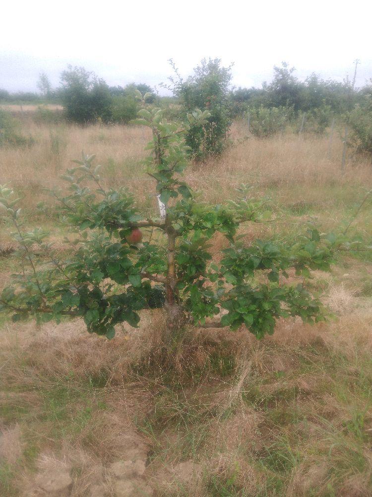 Pommier - Belle Joséphine - Cordon 3 Etages - Force 3 - Autre