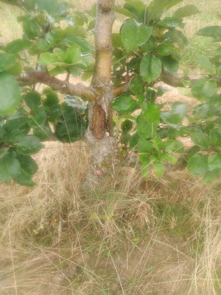 Pommier - Belle Joséphine - Cordon 3 Etages - Force 3 - Autre