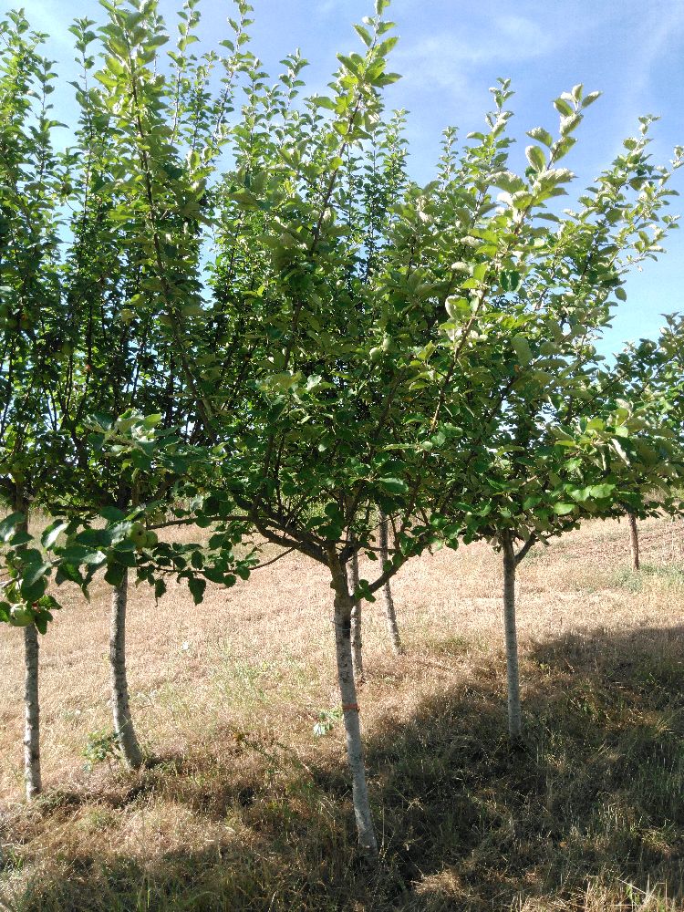 Pommier - Belle Joséphine - Tige Quart - Force 5 - Cicatrice