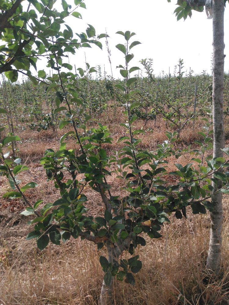 Pommier - Bénédictin - Buisson - Force 2 - Tête déséquilibrée