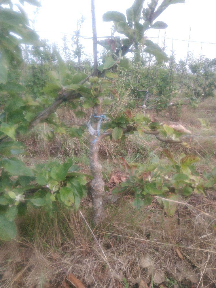 Pommier - Calville Blanc d'Hiver - Cordon 2 Etages - Force 2 - Autre