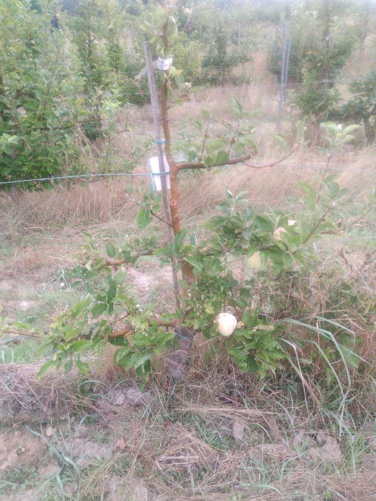 Pommier - Calville Blanc d'Hiver - Cordon 2 Etages - Force 2 - Autre