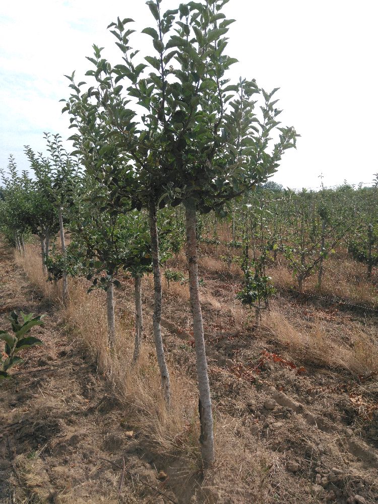 Pommier - Calville Blanc d'Hiver - Tige Demi - Force 2 - Cicatrice