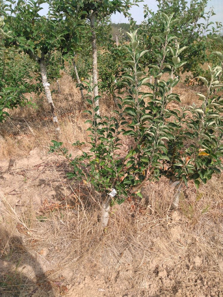 Pommier - Calville d'Août - Buisson - Force 1 - Tête déséquilibrée