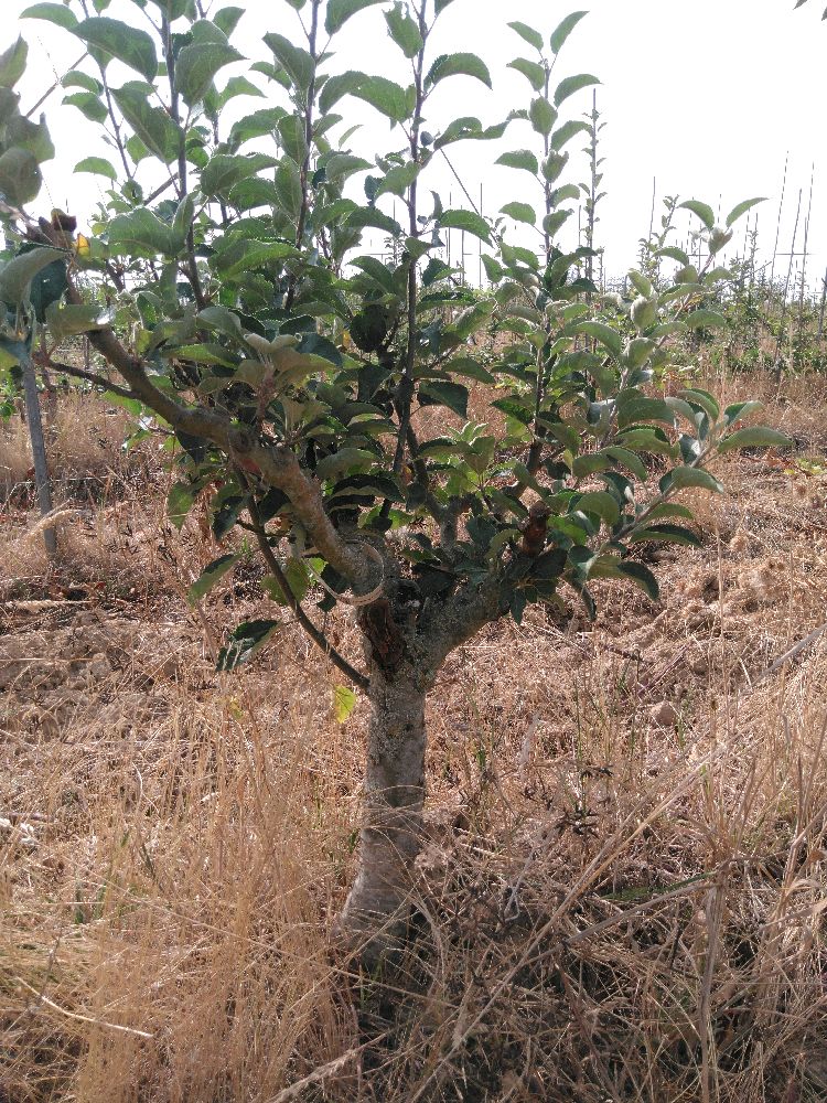 Pommier - Calville d'Août - Buisson - Force 2 - Tête déséquilibrée