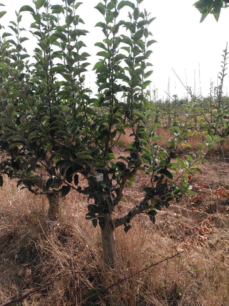 Pommier - Calville d'Août - Buisson - Force 2 - Tête déséquilibrée
