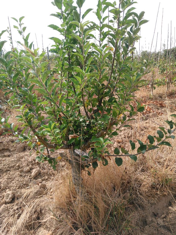 Pommier - Calville du Roi - Buisson - Force 2 - Tête déséquilibrée