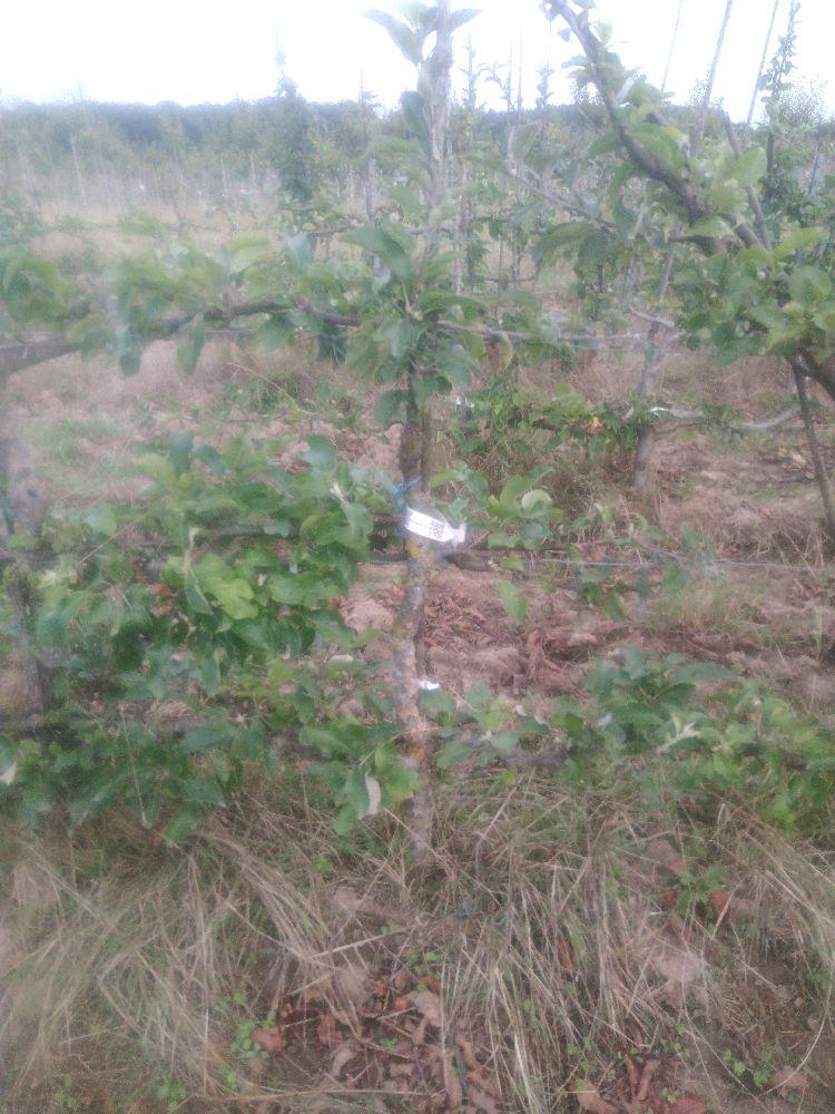 Pommier - Calville du Roi - Cordon 2 Etages - Force 2 - Autre