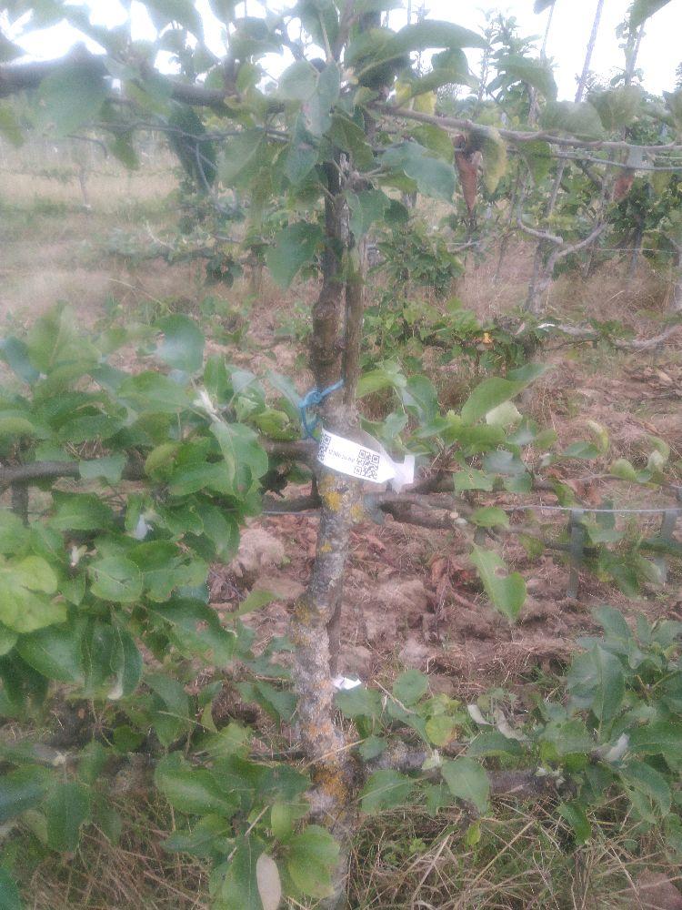 Pommier - Calville du Roi - Cordon 2 Etages - Force 2 - Autre