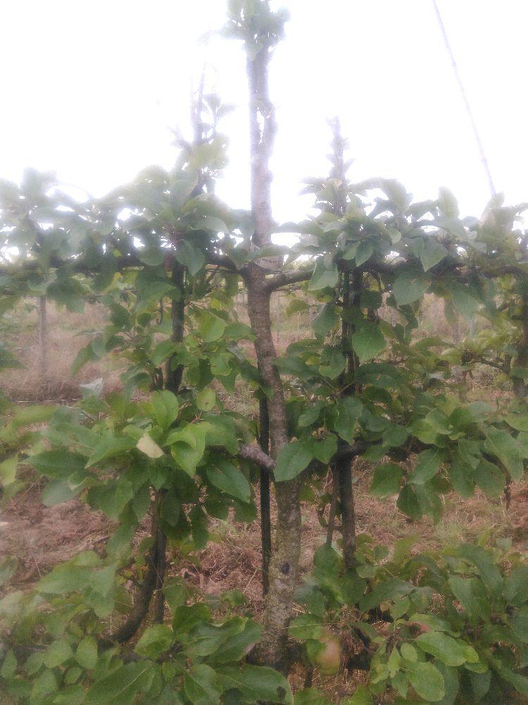 Pommier - Calville du Roi - Cordon 3 Etages - Force 3 - Autre