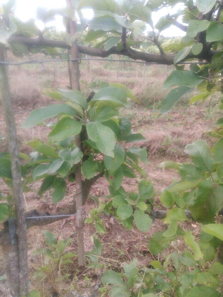 Pommier - Calville du Roi - Cordon 3 Etages - Force 3 - Autre