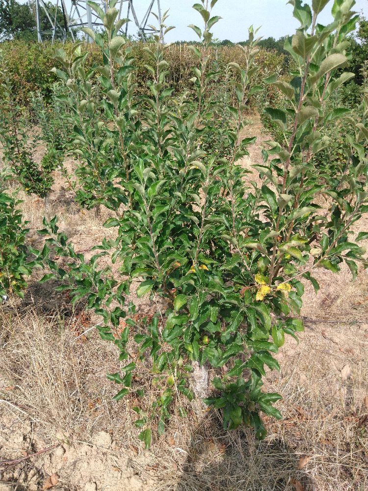 Pommier - Colapuy - Buisson - Force 3 - Tête déséquilibrée