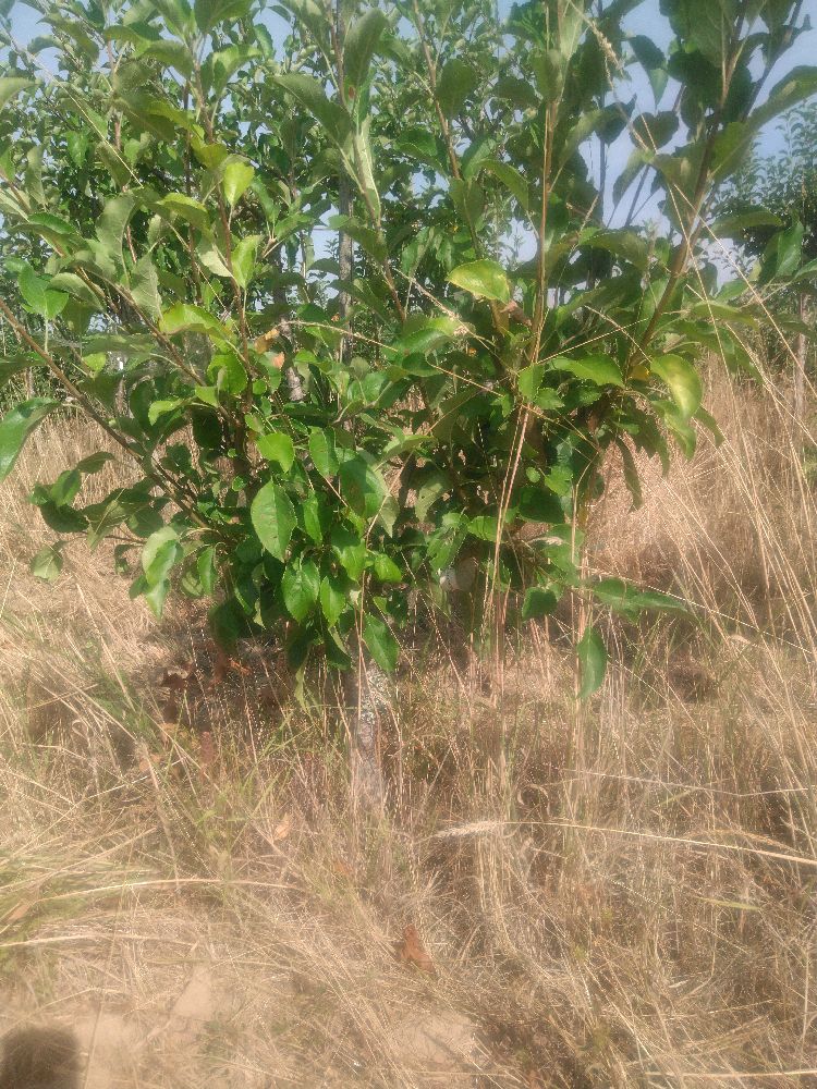 Pommier - Colapuy - Buisson - Force 3 - Tête déséquilibrée