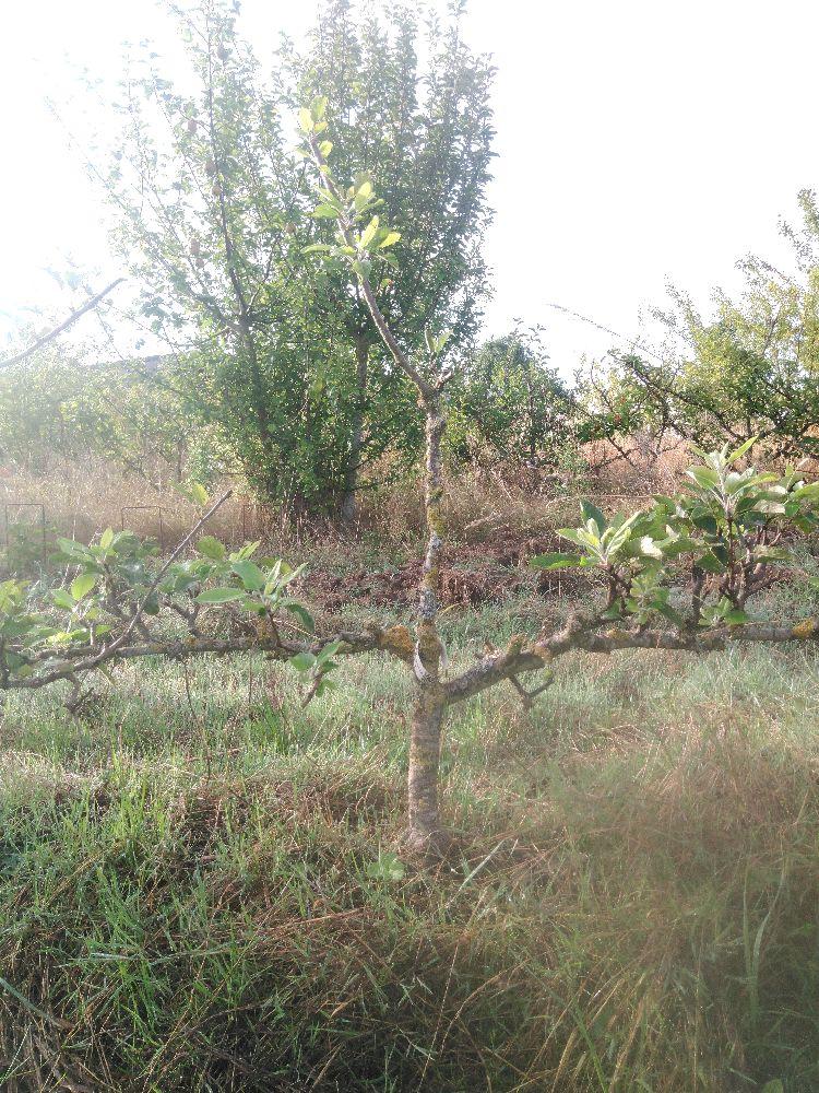 Pommier - Cox's Orange - Cordon 2 Etages - Force 1 - Autre