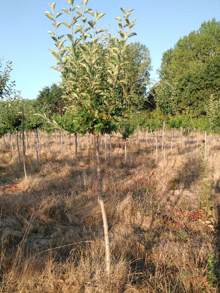 Pommier - Doux Amer - Tige Demi - Force 1 - Tronc coudé