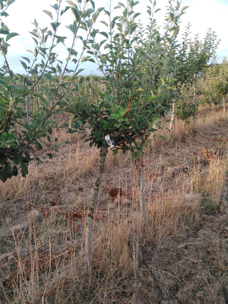 Pommier - Fenouillet Gris - Tige Quart - Force 1 - Penché