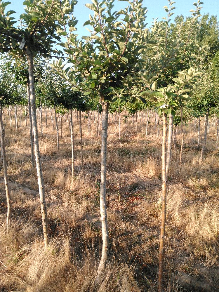 Pommier - Fleuritard - Tige Demi - Force 2 - Penché