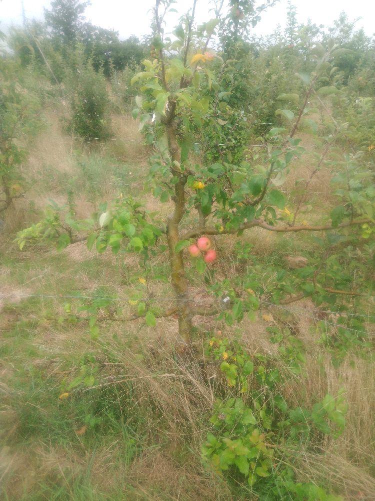 Pommier - Gravenstein - Cordon 3 Etages - Force 3 - Autre