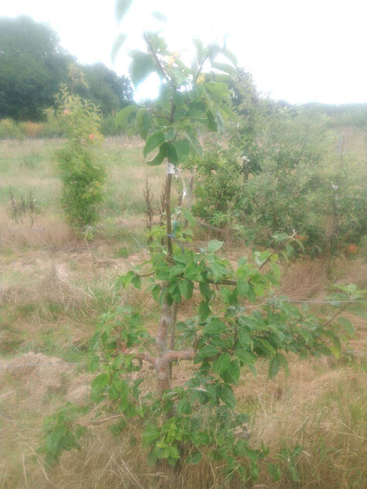 Pommier - Gravenstein - Cordon 3 Etages - Force 2 - Autre