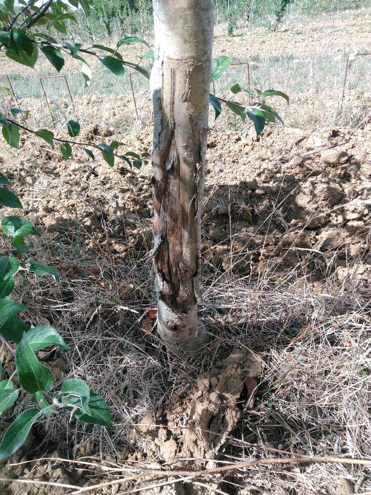 Pommier - Gravenstein - Tige Demi - Force 2 -