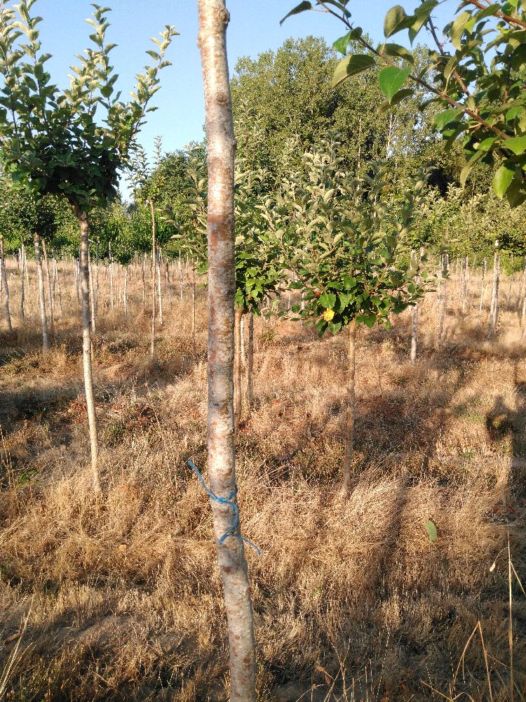 Pommier - Gravenstein - Tige Haute - Force 3 - Tronc abîmé