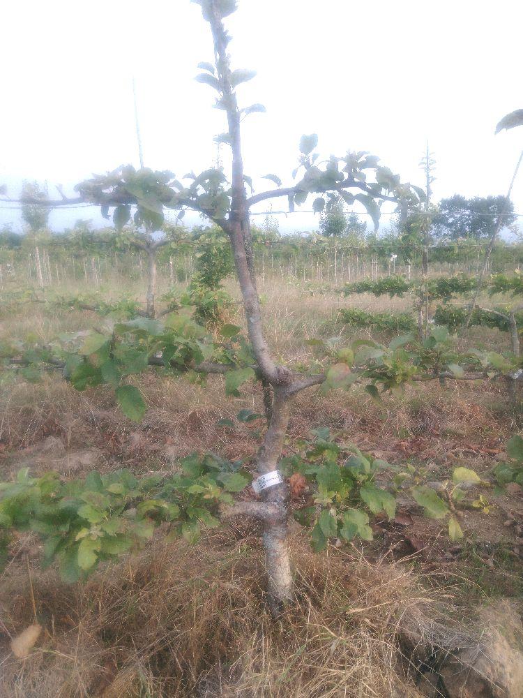 Pommier - Henri Dumont - Cordon 3 Etages - Force 2 - Autre