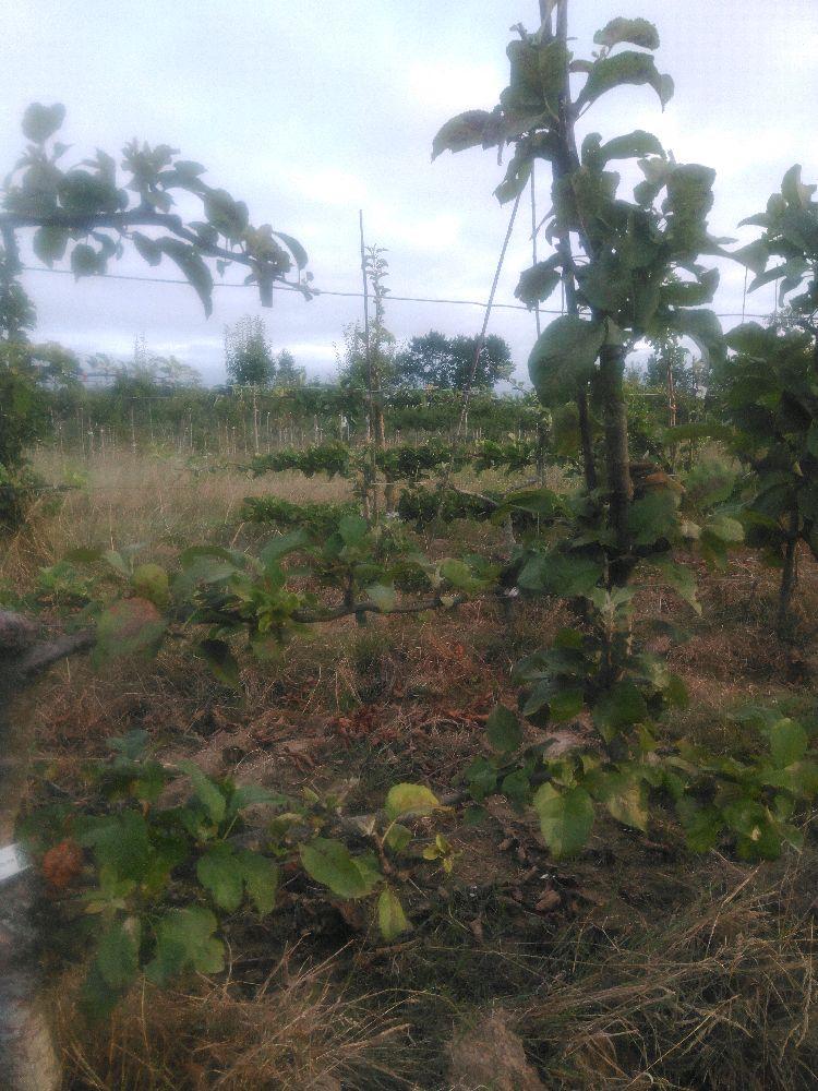 Pommier - Henri Dumont - Cordon 3 Etages - Force 2 - Autre