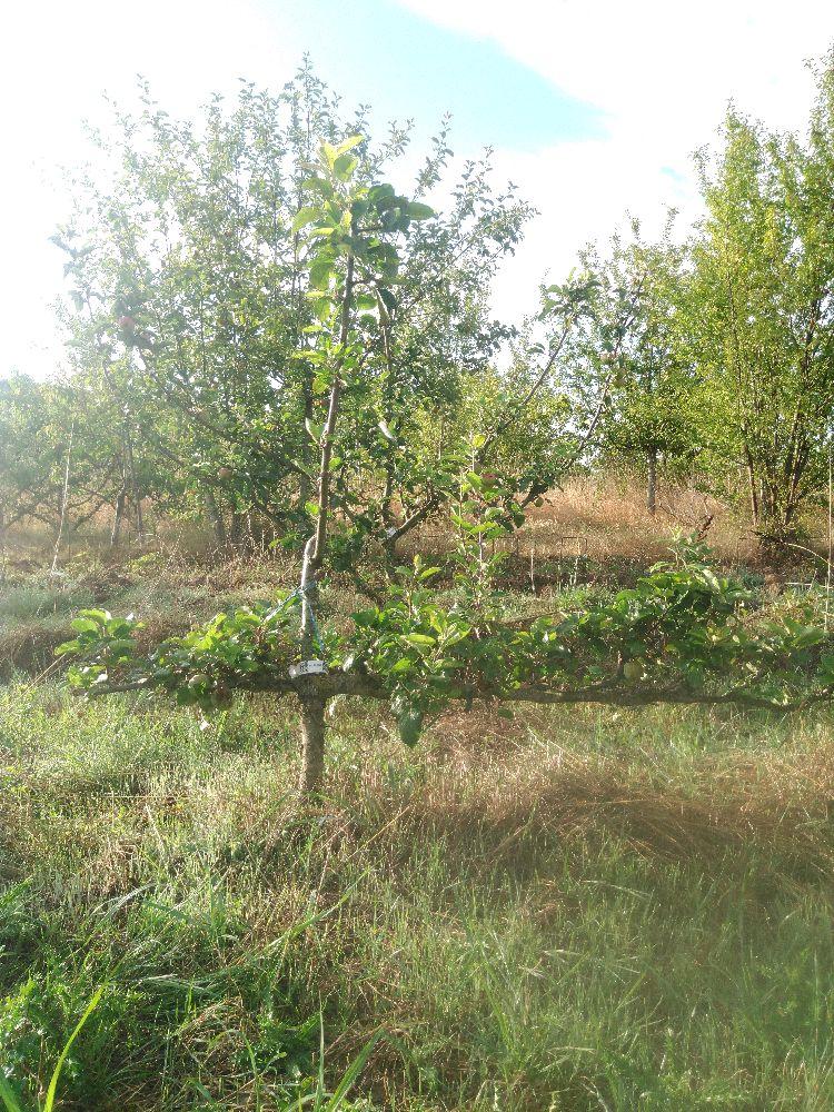 Pommier - Jolibois - Cordon 2 Etages - Force 1 - Autre