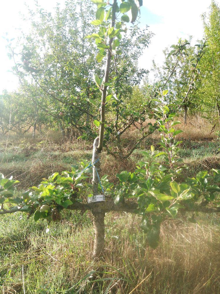 Pommier - Jolibois - Cordon 2 Etages - Force 1 - Autre