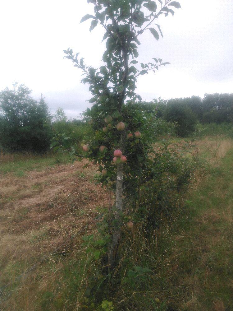 Pommier - Jolibois - Cordon Vertical - Force 3 - Autre