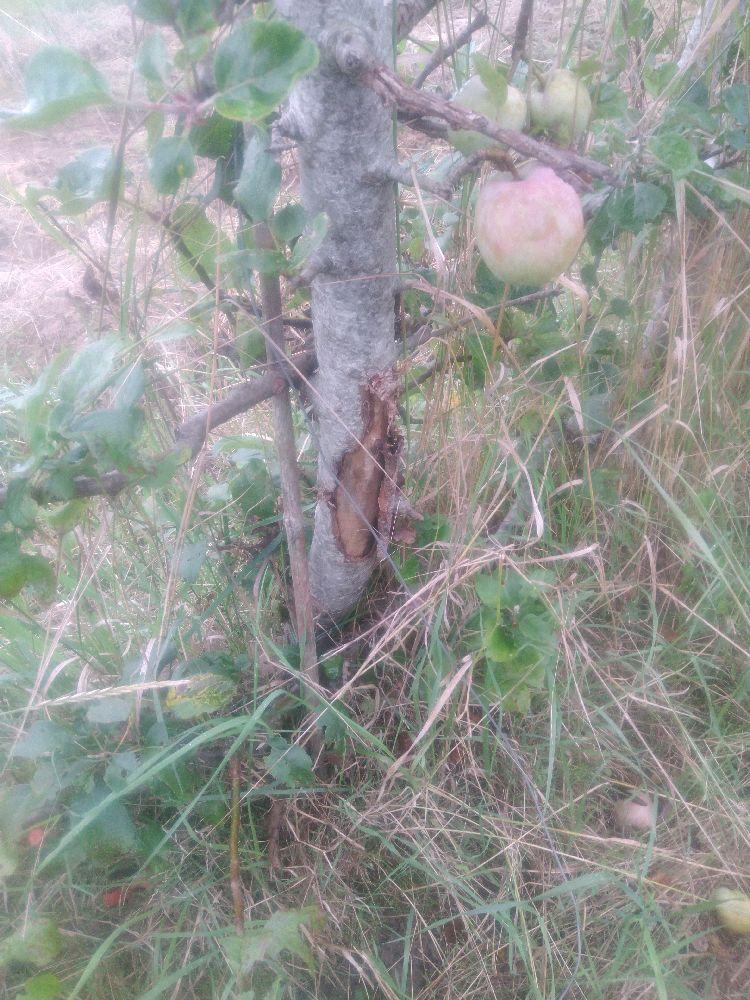 Pommier - Jolibois - Cordon Vertical - Force 3 - Autre