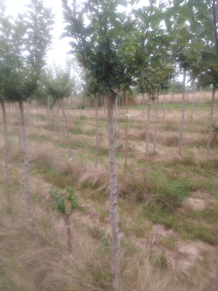 Pommier - Jolibois - Tige Demi - Force 2 - Autre