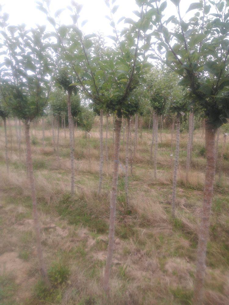 Pommier - Jolibois - Tige Demi - Force 1 - Autre